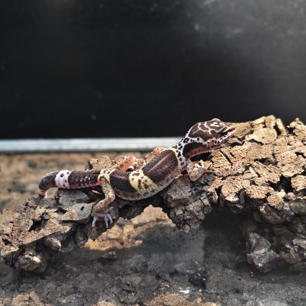 サトプラトカゲモドキ GK-0007-25071