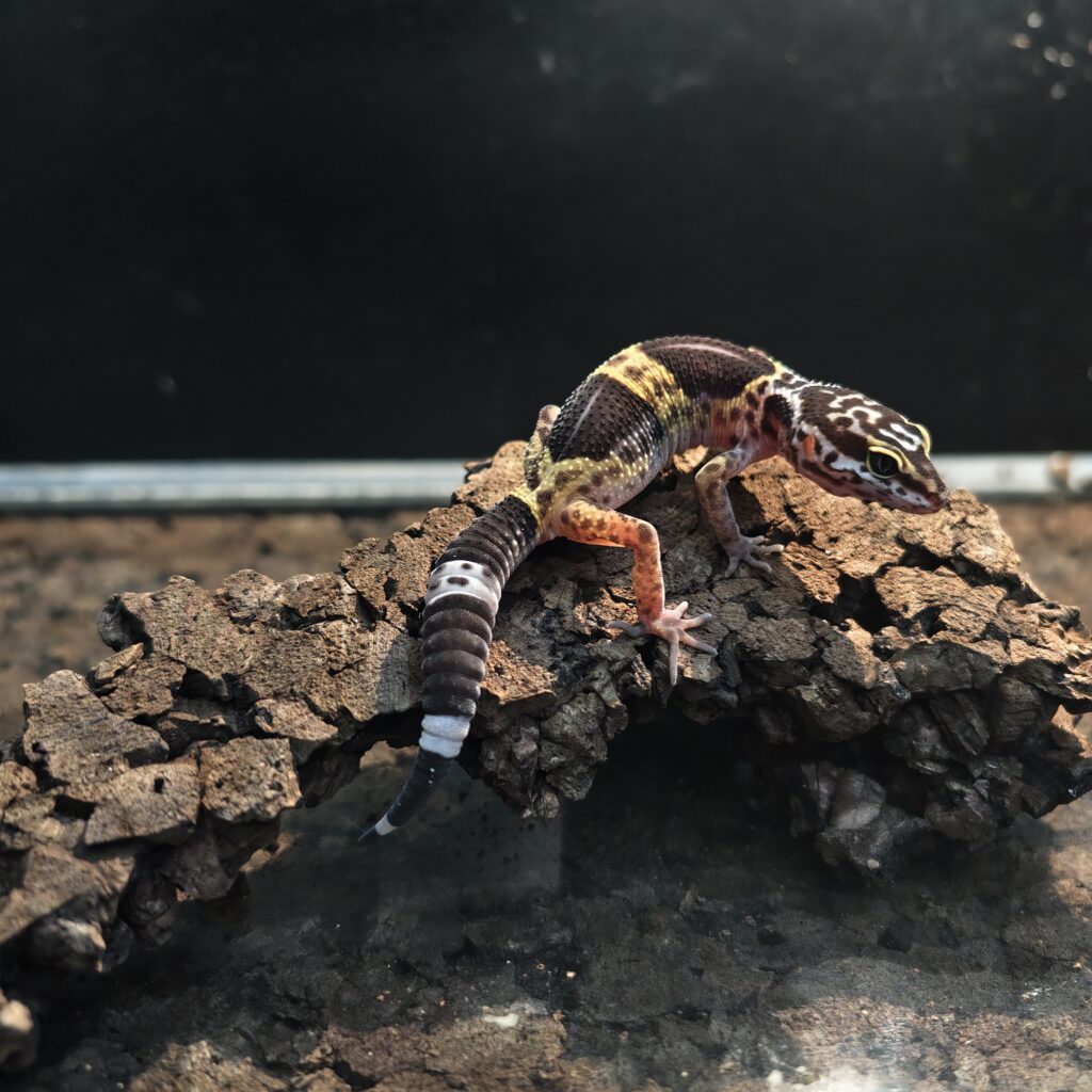 サトプラトカゲモドキ 神奈川CB GK-0007-25061