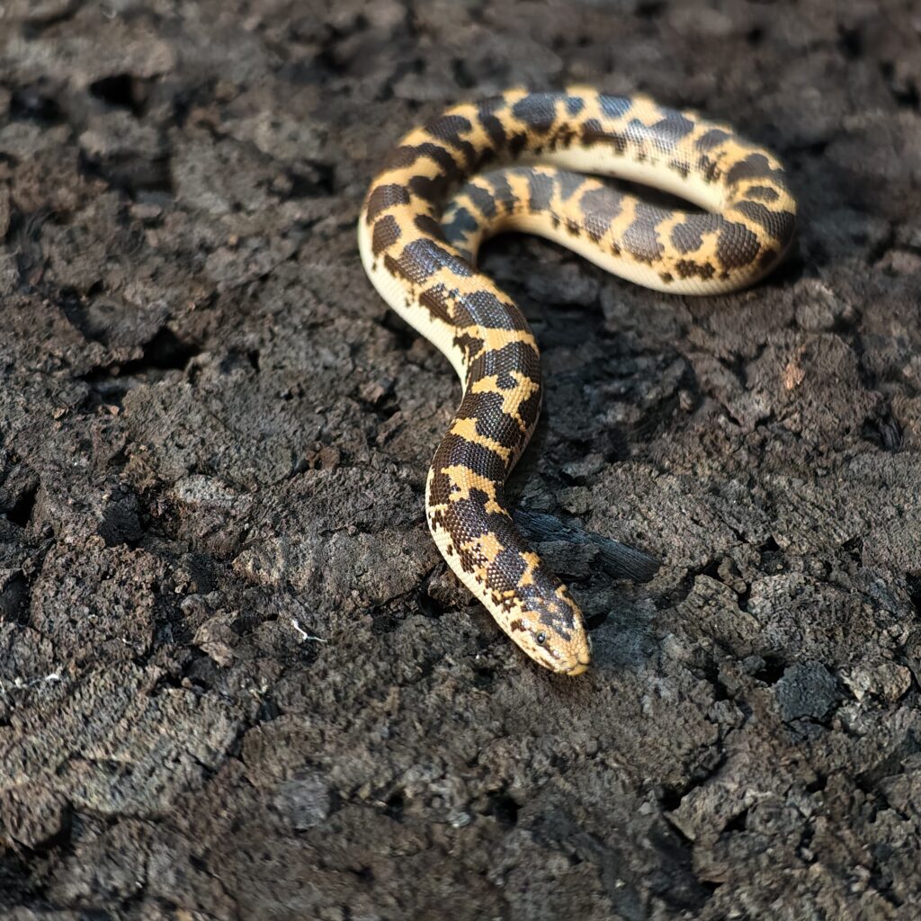 ケニアサンドボア SN-0005‐25011