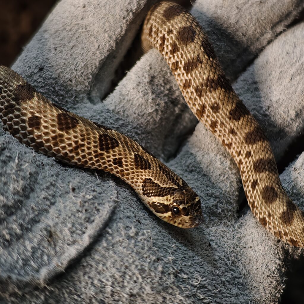 セイブシシバナヘビ アナコンダ 神奈川CB SN-0001‐25011