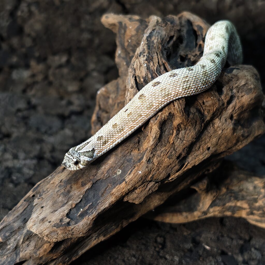 セイブシシバナヘビ アークコンダ　ヘテロラベンダー 神奈川CB SN‐0001‐25021