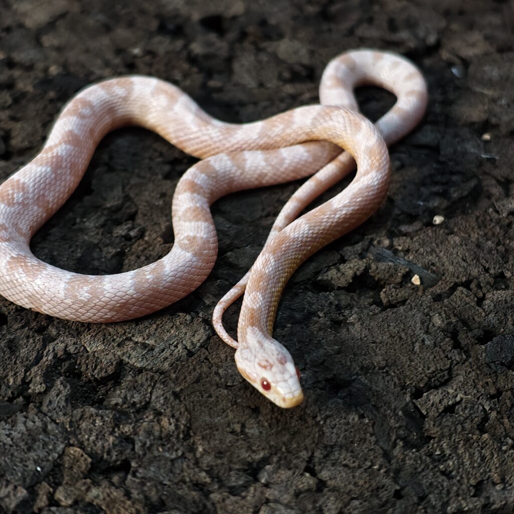 セイブシシバナヘビ コーラルスノー 神奈川CB SN-0002‐25021