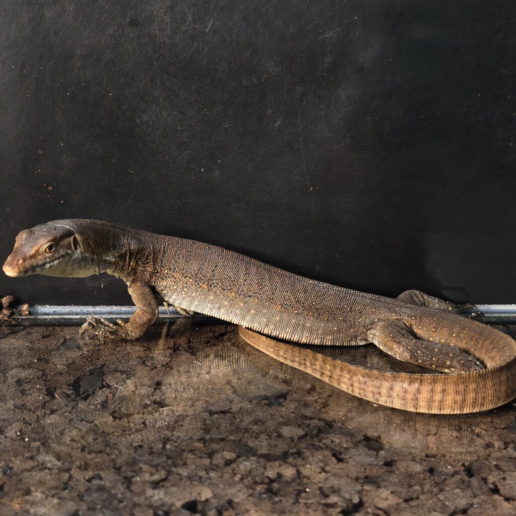 メルテンスモニター EUCB L2‐0014‐23101