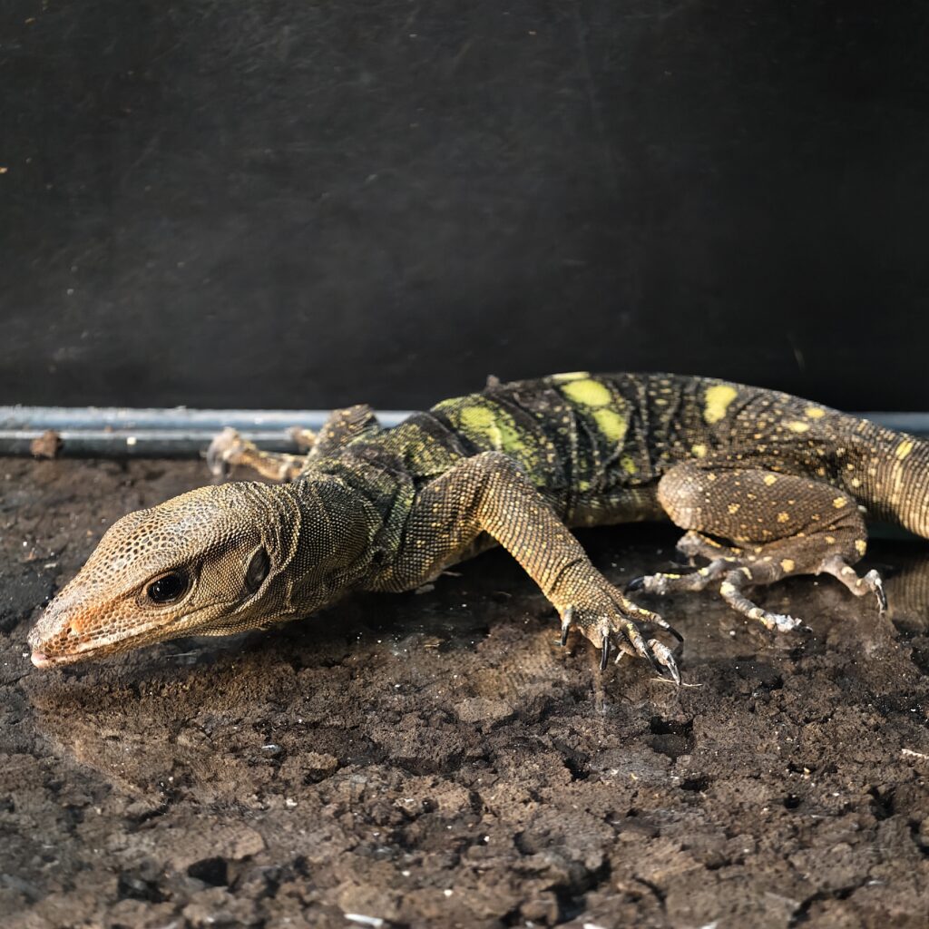 イザベルモニター LZ‐0015‐24101