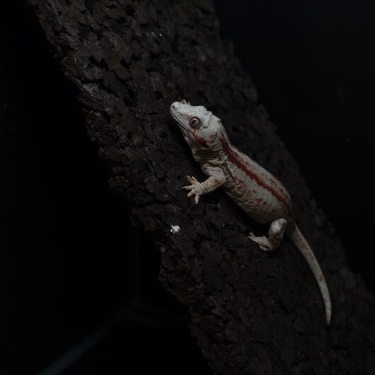 ガーゴイルゲッコー マーブル 神奈川CB GK-0001-25081