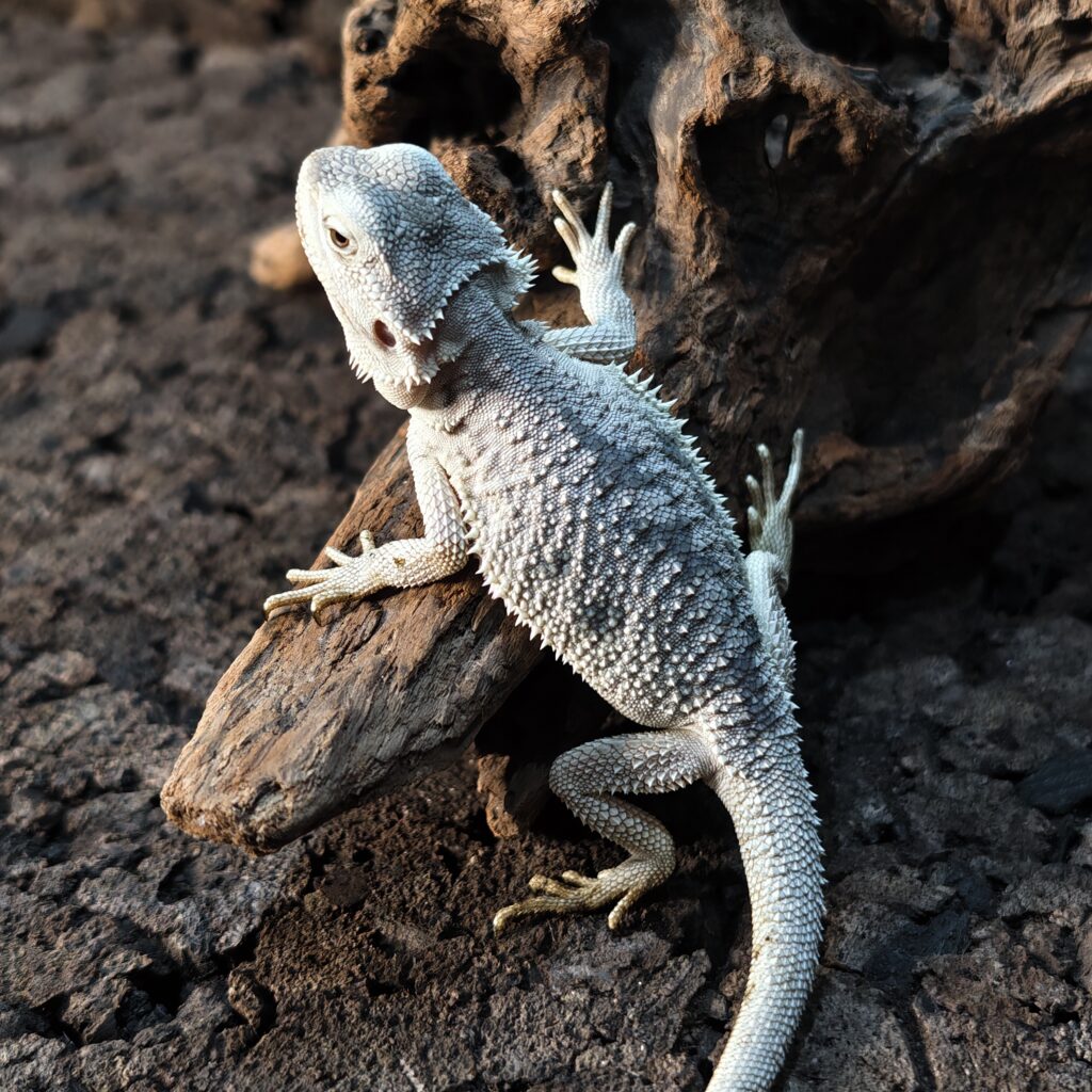 フトアゴヒゲトカゲ マーブルゼロ YuRiKeCB LZ‐0001‐25101