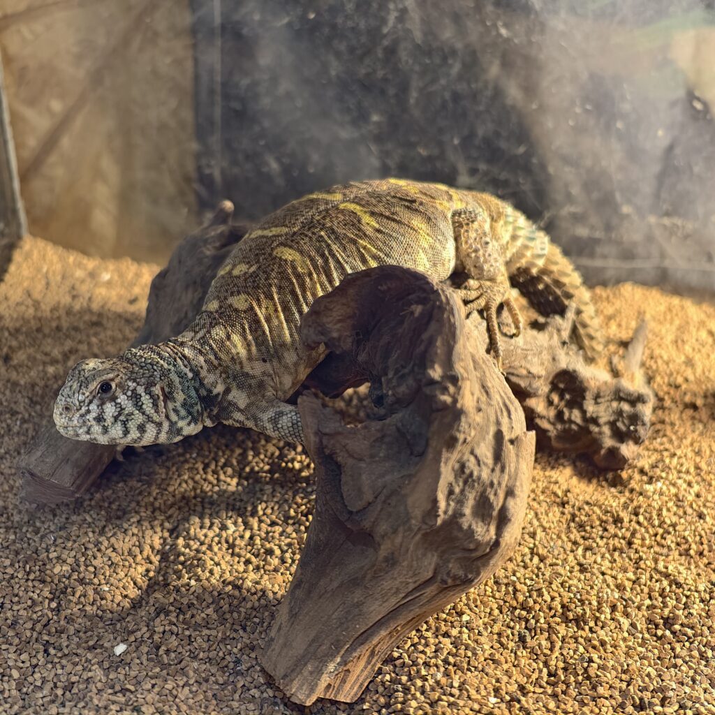 オルナータトゲオアガマ エジプトWC LZ‐0008‐24011