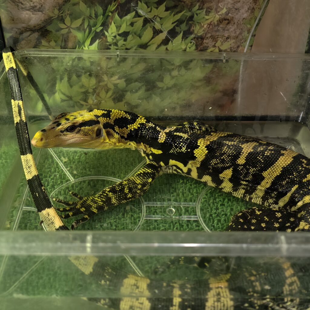 カミンギーモニター タイCB LZ-0012‐22091