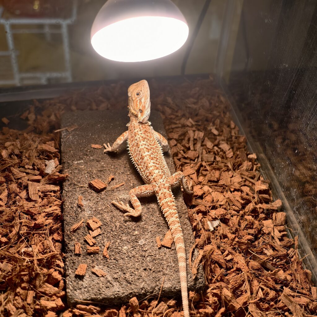 フトアゴヒゲトカゲ GSＢＫゼロ LZｰ0001ｰ25104