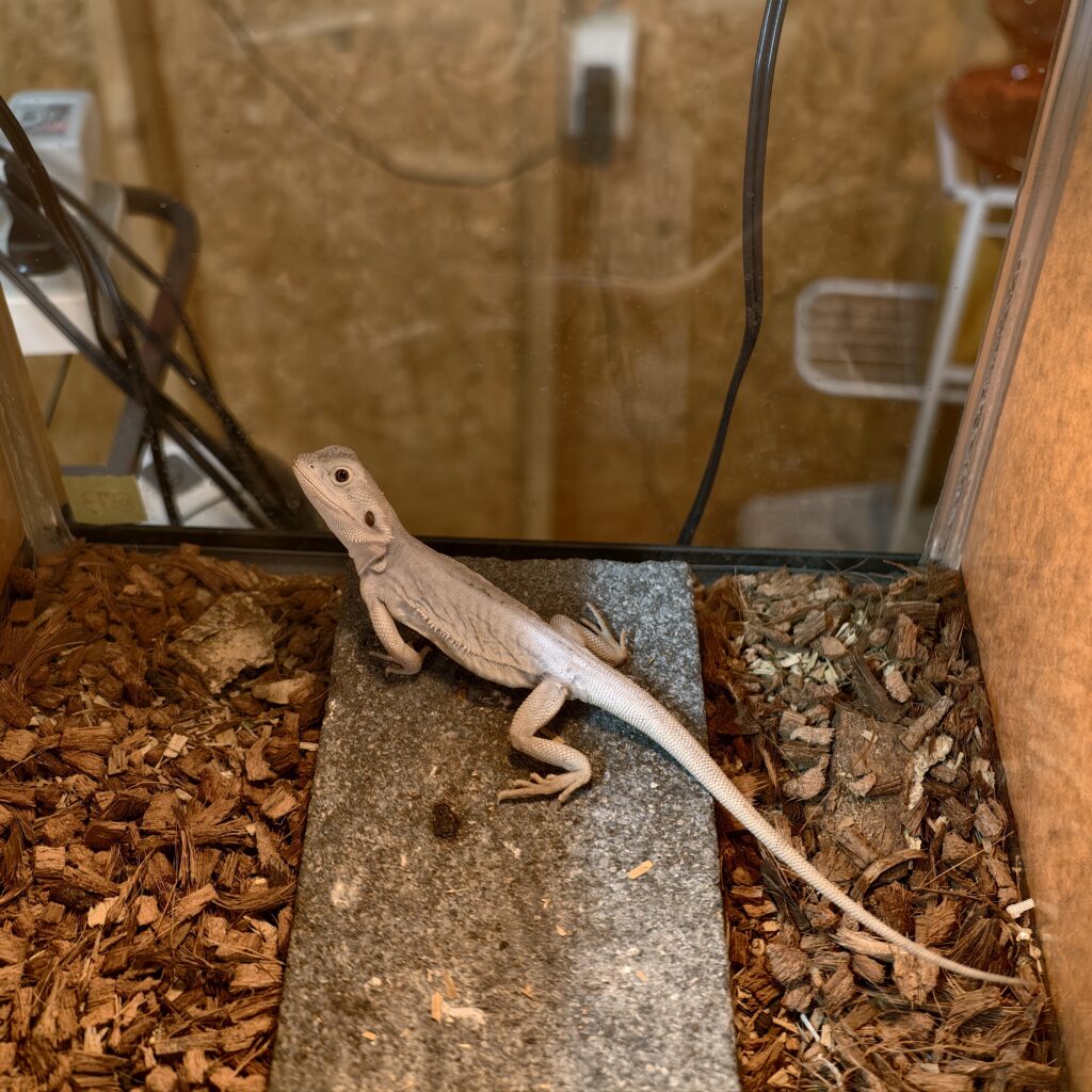 フトアゴヒゲトカゲ ハイポゼロ レザーバック YuRiKeCB LZｰ0001ｰ25106