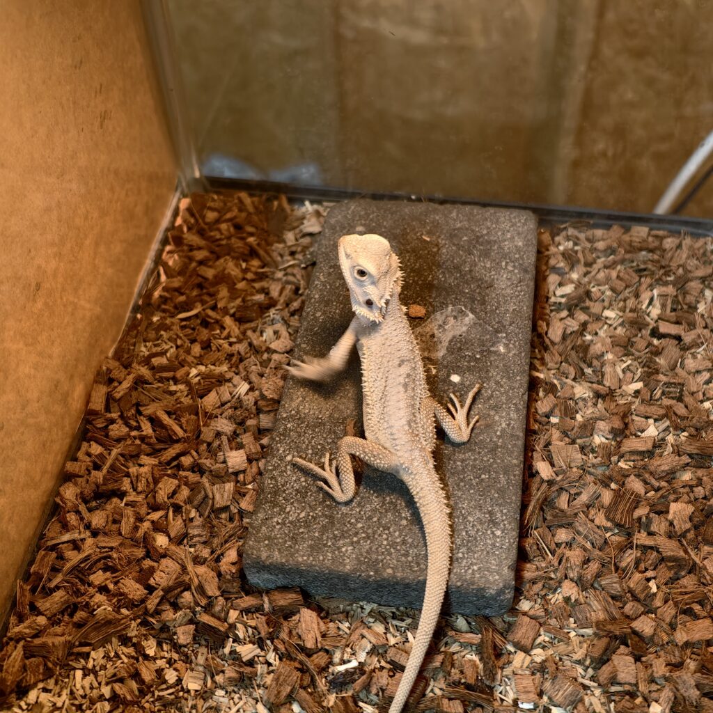 フトアゴヒゲトカゲ マーブルゼロ YuRiKeCB LZ-0001‐25108