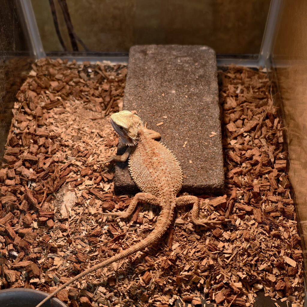 フトアゴヒゲトカゲ ジェネスティックストライプ　シルバーゼロ YuRiKeCB LZ-0001‐25109