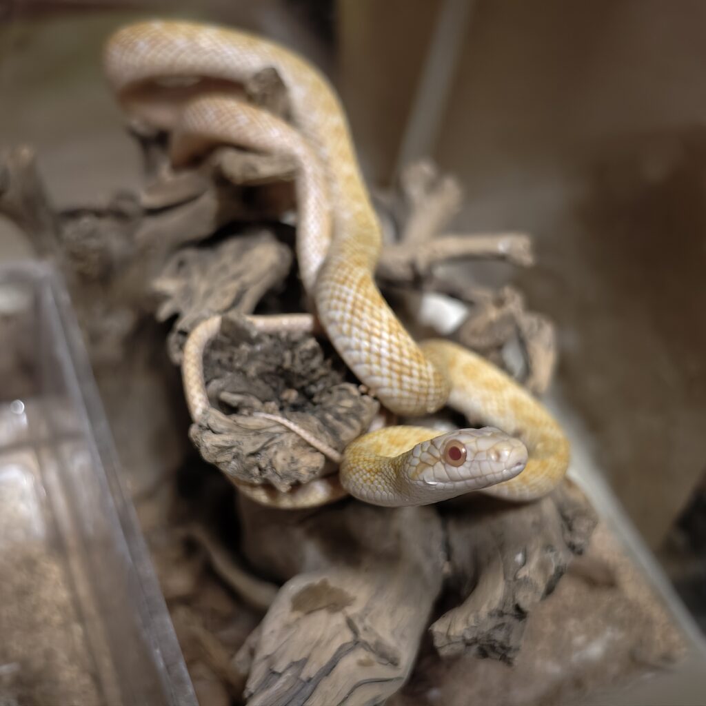 アオダイショウ アルビノ 日本CB SN-0003‐24081